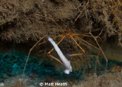 Arrow Crab Eating Down to the Bone by Matt Heath 